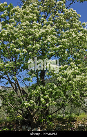 Manna ash tree en pleine floraison, printemps, l'Italie, l'Ombrie, Pérouse Banque D'Images