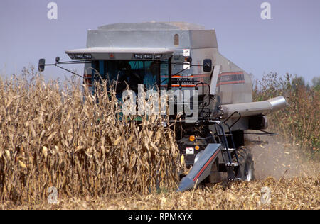 Une moissonneuse-batteuse coupe des tiges de maïs sur une midwestern US farm. Banque D'Images