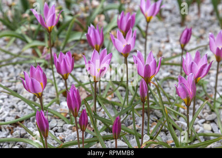 Tulipa tarda - Dwarf Star Tulip Banque D'Images