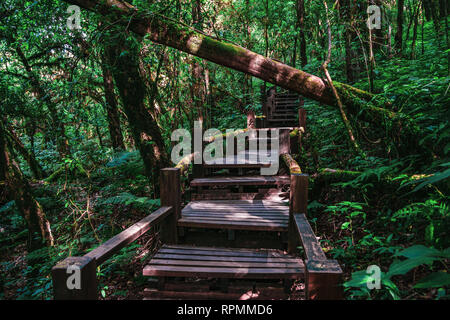 Beau parcours jungle tropicale, Ang Ka Luang Nature Trail, un sentier de la nature de l'éducation à l'intérieur d'une forêt tropicale sur le pic de Doi Inthanon Par National Banque D'Images