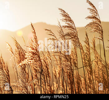 Le soleil qui passe à travers un fourré de canne de Phragmites australis, illuminant la cime des roseaux dans un conte façon lors de sa lumière reflète Banque D'Images