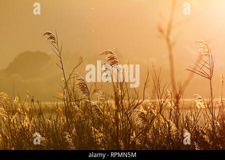 Le soleil qui passe à travers un fourré de canne de Phragmites australis, illuminant la cime des roseaux dans un conte façon lors de sa lumière reflète Banque D'Images