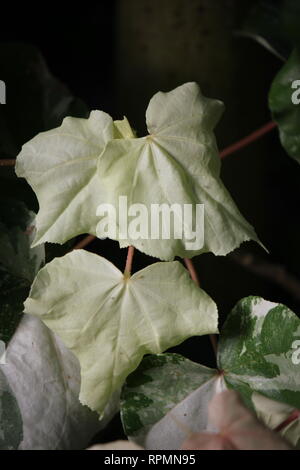 Plante à fleurs hibiscus tiliaceus variegata sans défaut et étonnante, qui pousse dans le pré. Banque D'Images