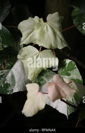 Plante à fleurs hibiscus tiliaceus variegata sans défaut et étonnante, qui pousse dans le pré. Banque D'Images