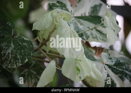 Plante à fleurs hibiscus tiliaceus variegata sans défaut et étonnante, qui pousse dans le pré. Banque D'Images