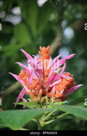 Grande fleur de Panama, rose chaud et orange, impeccable. Banque D'Images