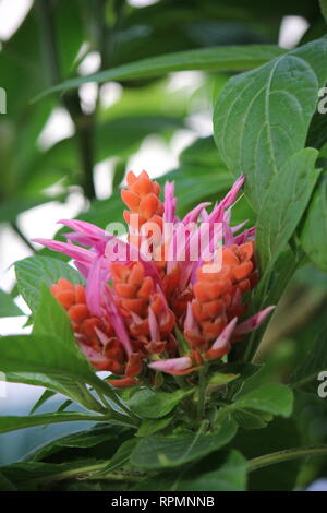 Grande fleur de Panama, rose chaud et orange, impeccable. Banque D'Images