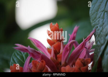 Grande fleur de Panama, rose chaud et orange, impeccable. Banque D'Images