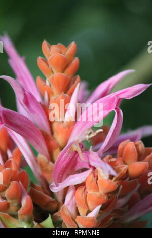 Grande fleur de Panama, rose chaud et orange, impeccable. Banque D'Images