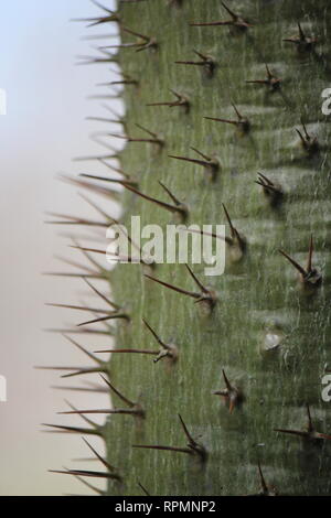 Pachypodium lamerei, palmier de Madagascar, tronc d'arbre recouvert d'aiguilles pointues poussant dans la prairie ensoleillée. Banque D'Images