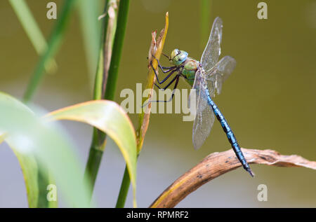 Libellule à l'empereur maison Jardin, Buckland Monachorum, sur des roseaux dans l'arboretum du lac. Banque D'Images