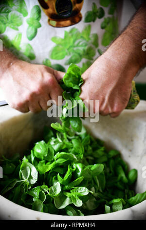 Un gros plan sur les mains de Roberto Panizza hacher quelques feuilles de basilic frais pour faire bon pesto génois à son restaurant Il Genovese à Gênes, Italie Banque D'Images