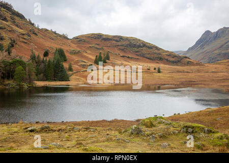 Blea Tarn en peu de Langdale, parc national de Lake District, Cumbria, Angleterre Banque D'Images