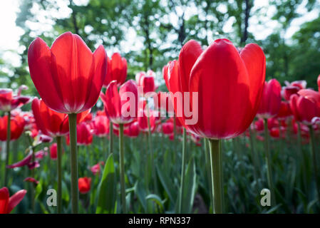 Les tulipes au printemps Park sur l'île Elagin, Saint-Pétersbourg . Banque D'Images