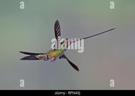 Épée-billed Hummingbird en vol à l'aide de flash dans l'Equateur Banque D'Images