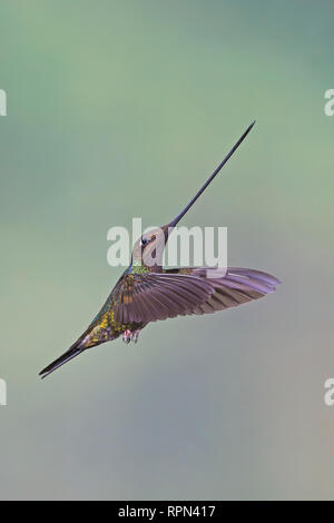 Épée-billed Hummingbird en vol à l'aide de flash dans l'Equateur Banque D'Images