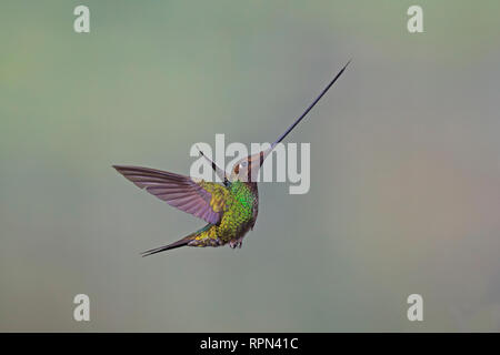 Épée-billed Hummingbird en vol à l'aide de flash dans l'Equateur Banque D'Images