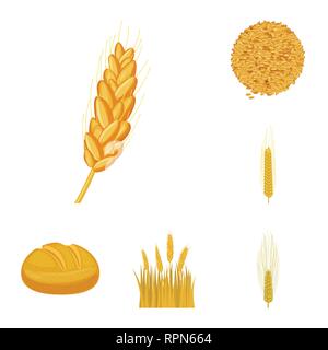 L'orge de printemps, pain, spike,graines,hiver,dur,Culture,farine,terrain,céréales,graines,petit déjeuner,maïs,oreille,chignon,son,sain,campagne,or,pain,DE,paille,automne,venu,meadow,rural,snack,maïs,blé,céréales,ferme,récolte,champ,agriculture,agriculture,plantes,seigle,set,icône,,illustration,collection,isolé,design,graphisme,élément signe,caricature,couleur,vecteurs vecteur , Illustration de Vecteur