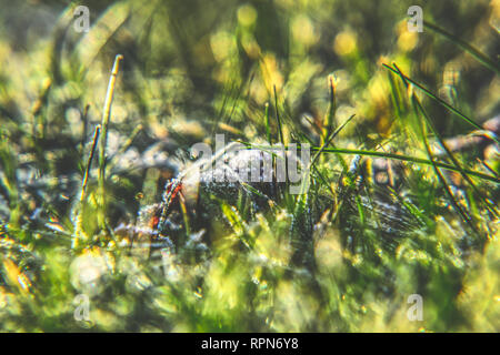 Une atmosphère de joie et bonheur sur le jardin. Une petites tiges d'herbe en grandissant. Un Brown que la triste étendue sur le sol. Banque D'Images