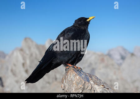 Zoologie / animaux, oiseaux / aviaire, Alpine Chough (Pyrrhocorax graculus),, dans les montagnes du Karwendel, Additional-Rights Clearance-Info, di--Not-Available Banque D'Images