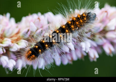 Zoologie / les animaux, les insectes, les rares Dagger (Acronicta Auricoma), Caterpillar sur l'Renouée bistorte, Additional-Rights Clearance-Info-supérieur,-Not-Available Banque D'Images