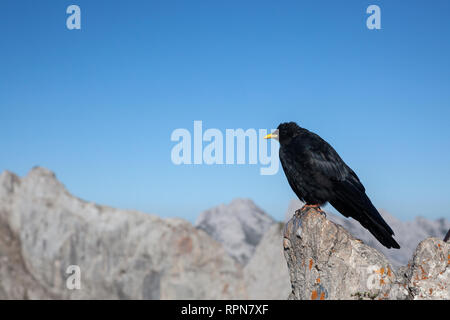 Zoologie / animaux, oiseaux / aviaire, Alpine Chough (Pyrrhocorax graculus),, dans les montagnes du Karwendel, Additional-Rights Clearance-Info, di--Not-Available Banque D'Images