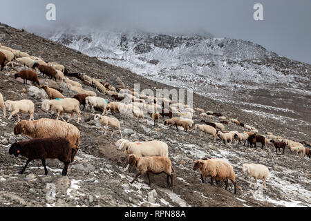 Zoologie / animaux, Mammifères Mammifères / moutons, bovins, par l'entraînement, bergers Schnalstal sheps au Additional-Rights Clearance-Info-N,-Not-Available Banque D'Images