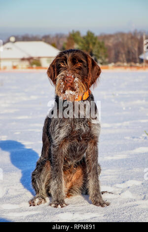 Un quartier bohème le Griffon à poil dur Griffon Korthals ou assis au milieu de prés couverts de neige. Elle a les pattes et la barbe pleine de neige. Banque D'Images