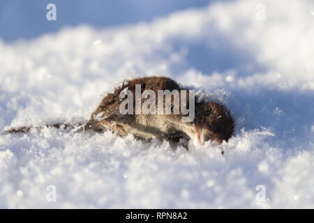 La mort d'un gris souris couché dans la neige. Une mauvaise journée pour ce petit animal. Journée ensoleillée, nouvelle neige. Température très froide. Banque D'Images