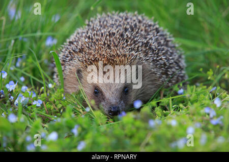 Zoologie / animaux, des Mammifères (Mammalia), fréquent, hérisson Erinaceus europaeus, hérisson, Additional-Rights Clearance-Info-Suisse-Not-Available Banque D'Images