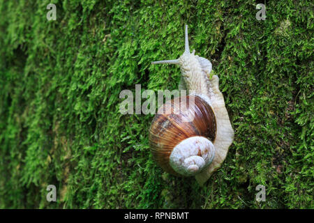 Zoologie / animaux, mollusque (mollusques), escargots, Helix pomatia, escargot, Additional-Rights Clearance-Info-Suisse-Not-Available Banque D'Images