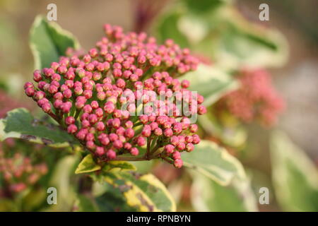 Viburnum tinus 'Variegatum'. La floraison d'hiver Viburnum tinus - Janvier, UKgarden Banque D'Images