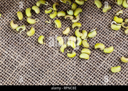 Green Bean - Chaîne alimentaire nord-est typique avec l'huile de dendé. Banque D'Images