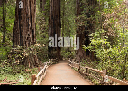 Le chemin serpente à travers le parc national de Redwood en Californie, Muir Woods Banque D'Images