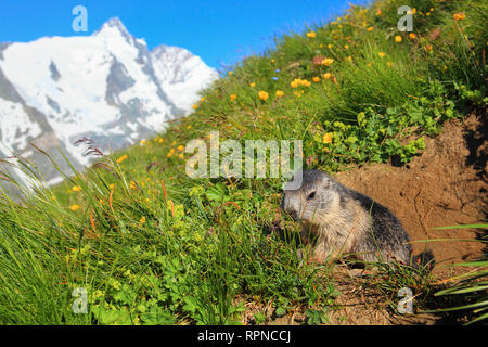 Zoologie / animaux, des Mammifères Mammifères (Mammalia) /, Marmotte alpine, Marmota marmota, Additional-Rights Clearance-Info-Not-Available- Banque D'Images