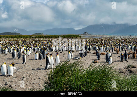 Le roi colonie de pingouins, Salisbury Plains, Géorgie du Sud Banque D'Images