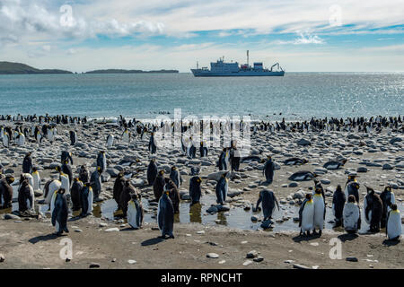 Le roi colonie de pingouins, Salisbury Plains, Géorgie du Sud Banque D'Images