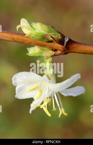 Lonicera x purpusii 'Winter Beauty'. Highly fragrant flowers of winter flowering honeysucke 'Winter Beauty' in an English garden, January, UK Banque D'Images