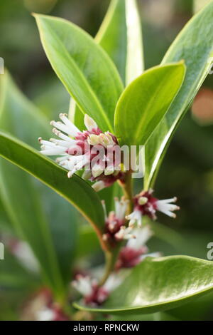 Sarcococca orientalis. L'hiver de fleurs très parfumées Sarcococca orientlais dans un jardin anglais, Janvier, UK Banque D'Images