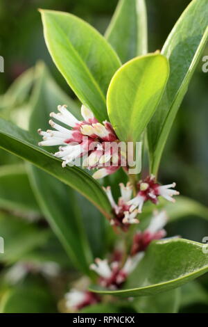 Sarcococca orientalis. L'hiver de fleurs très parfumées Sarcococca orientlais dans un jardin anglais, Janvier, UK Banque D'Images