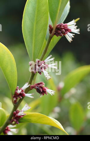 Sarcococca orientalis. L'hiver de fleurs très parfumées Sarcococca orientlais dans un jardin anglais, Janvier, UK Banque D'Images