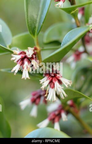 Sarcococca orientalis. L'hiver de fleurs très parfumées Sarcococca orientlais dans un jardin anglais, Janvier, UK Banque D'Images