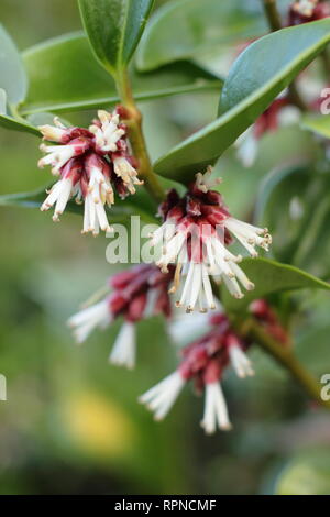 Sarcococca orientalis. L'hiver de fleurs très parfumées Sarcococca orientlais dans un jardin anglais, Janvier, UK Banque D'Images