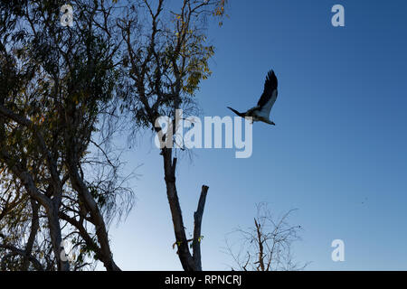 Une mer ventre blanc blanche (Haliaeetus leucogaster) sur un matin de chasse. Banque D'Images