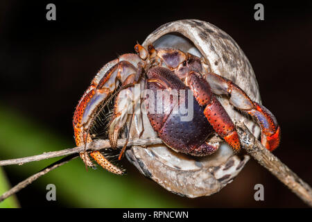 Zoologie / animaux, crustacés (crabe crustacé), soldat (Coenobita clypeatus) sur l'île des Caraïbes , Additional-Rights Clearance-Info-Not-Available- Banque D'Images