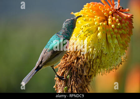 Sunbird à col double du sud se nourrissant d'un poker chaud rouge en fleur. Vue arrière Banque D'Images