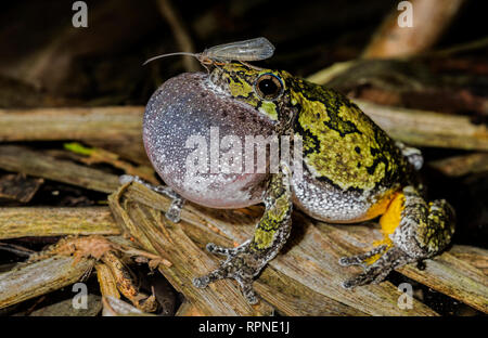 Zoologie / animaux, des Amphibiens (Amphibia), rainette (Hyla versicolor) avec sac vocal, Additional-Rights whil gonflés-Clearance-Info-Not-Available Banque D'Images