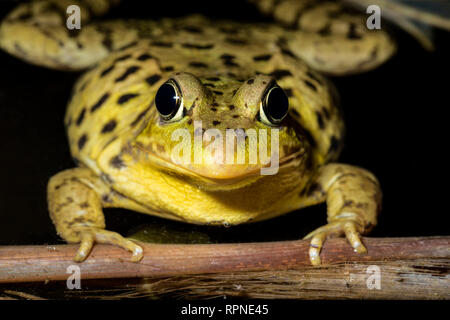 Zoologie / animaux, des Amphibiens (Amphibia), la grenouille verte (Rana clamitans) dans des milieux humides dans la nuit près de Thornton, Additional-Rights Clearance-Info-Not-Available- Banque D'Images