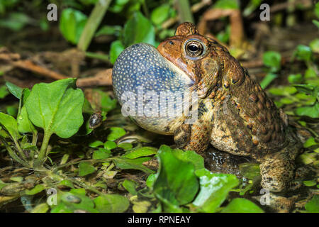 Zoologie / animaux, des Amphibiens (Amphibia), un mâle Crapaud d'Amérique (Bufo americanus) avec sac vocal, Additional-Rights Clearance-Info-gonfler-Not-Available Banque D'Images