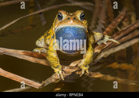 Zoologie / animaux, des Amphibiens (Amphibia), un mâle Crapaud d'Amérique (Bufo americanus) avec sac vocal, Additional-Rights Clearance-Info-gonfler-Not-Available Banque D'Images